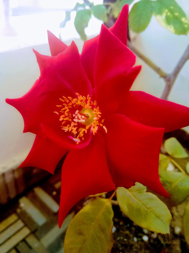 Rose #symbol of love