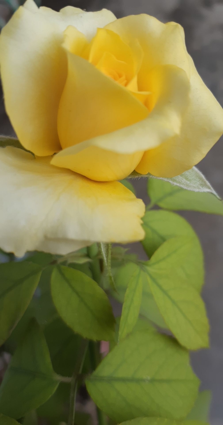 Rose?