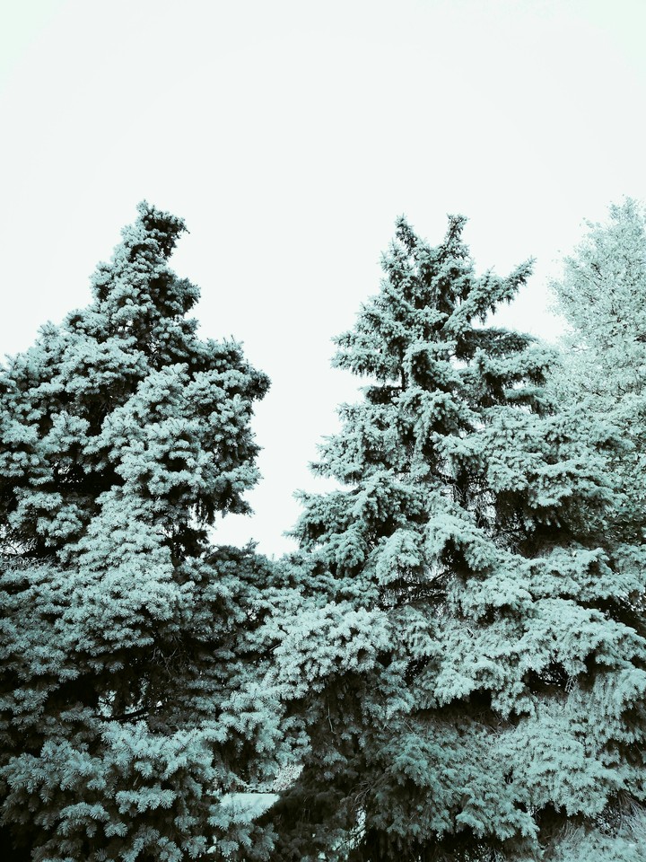 Spruce