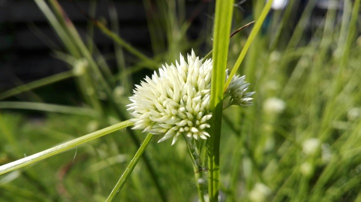 natuur