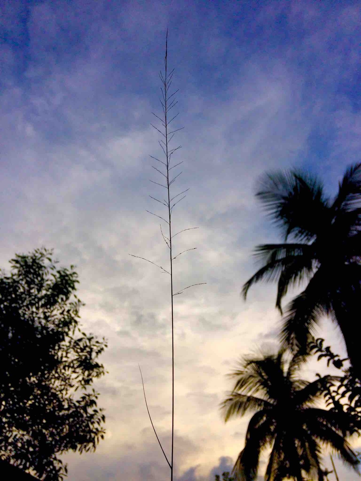 #nature