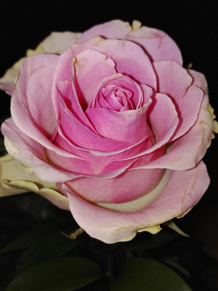 my rose