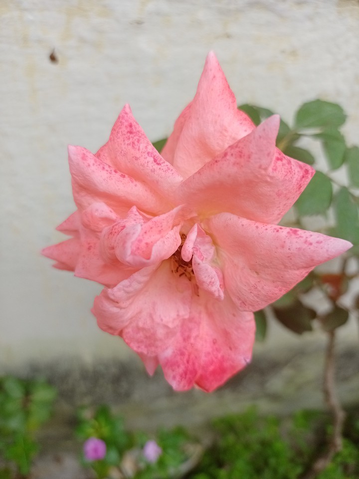 my garden