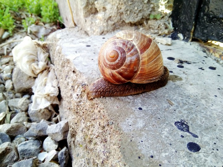 sanil