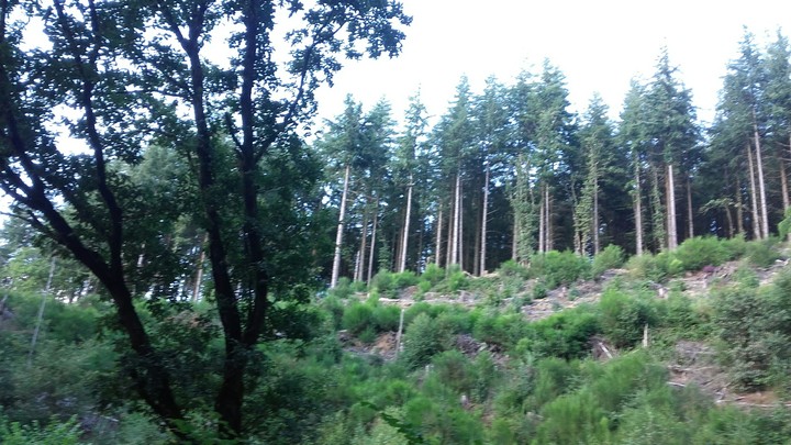 Forest