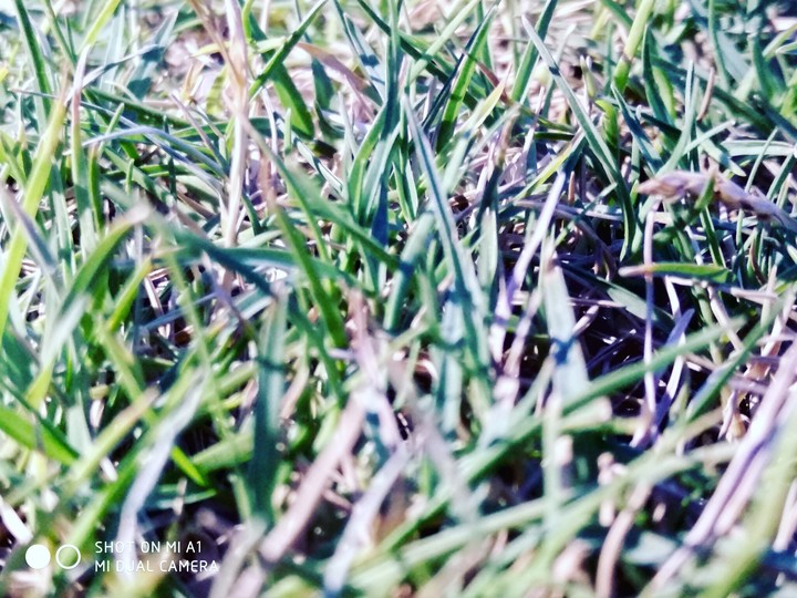 Grass
