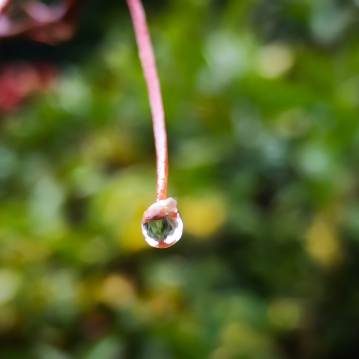 Water Drop