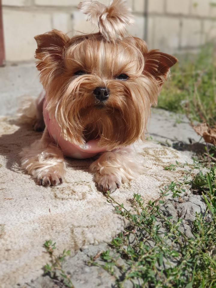Молли