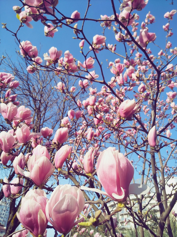 flower tree