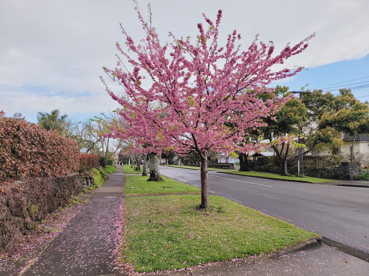 Spring Auckland New Zealand