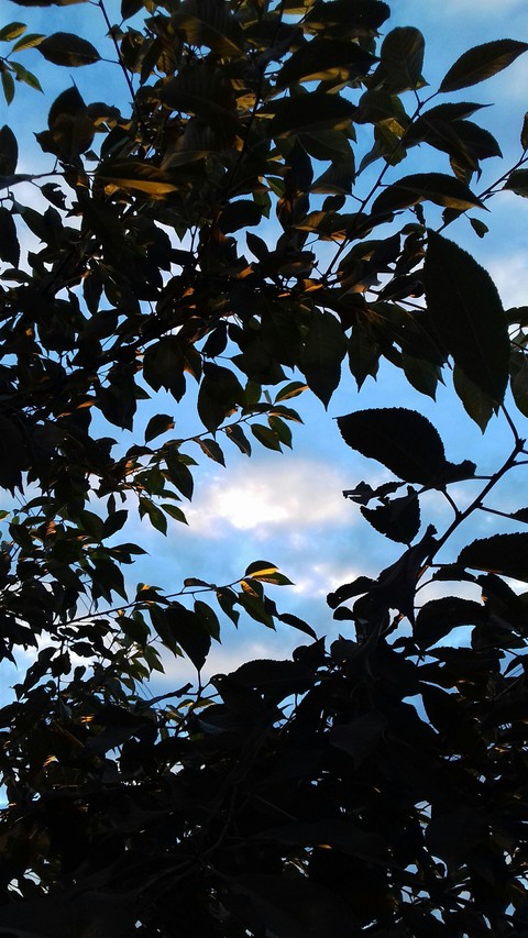 ταπετσαρίες tree, leaf