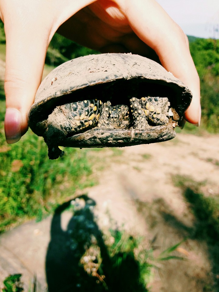 Turtle ❤