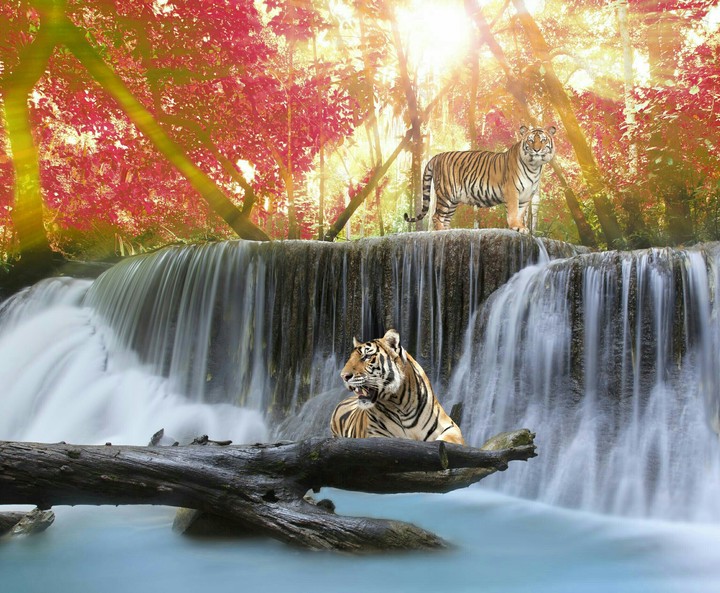 Waterfall sitting lion