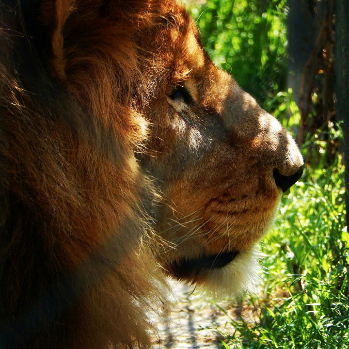 Lion King