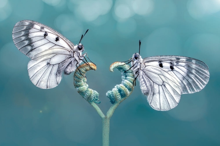 #insect