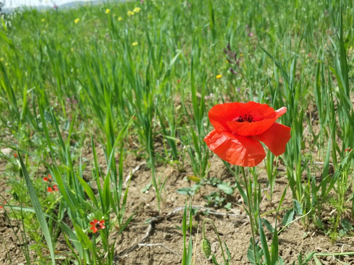 Flower