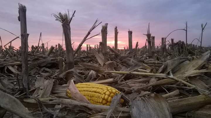 Corn harvest