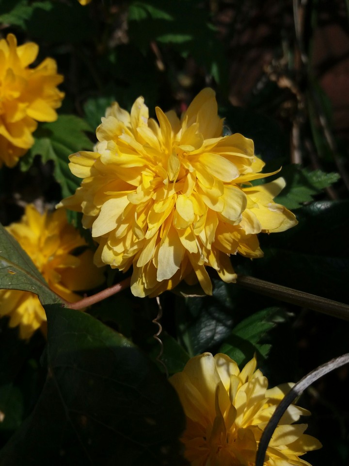 Yellow Flower