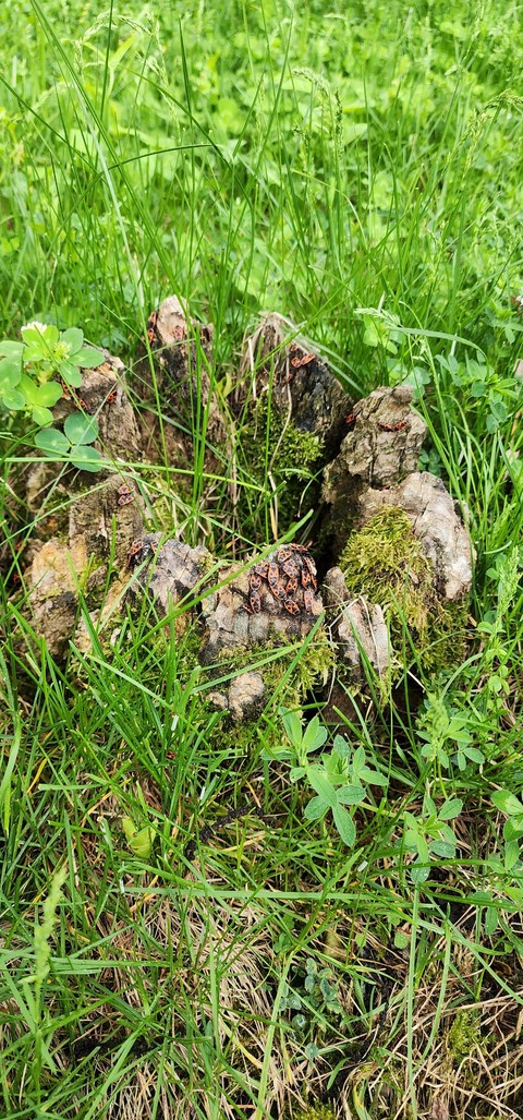 sfondi soil, sedges