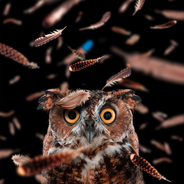 owl
