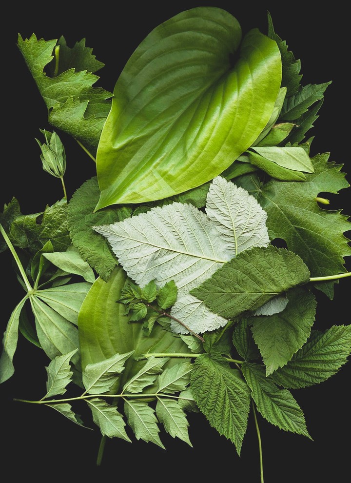 Leaf's