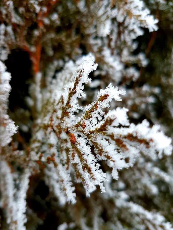 Frosty pine