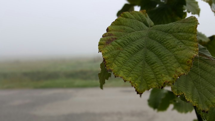 Leaf and fog
