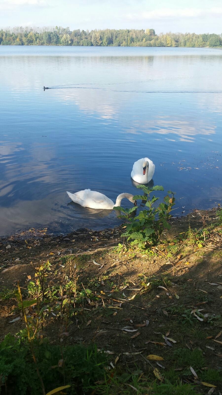 #duck#swan#sea