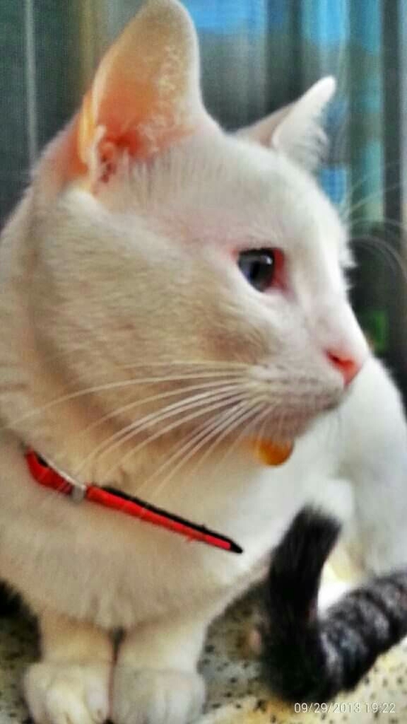 Minu