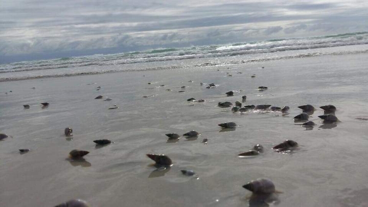 Sea snails gathering