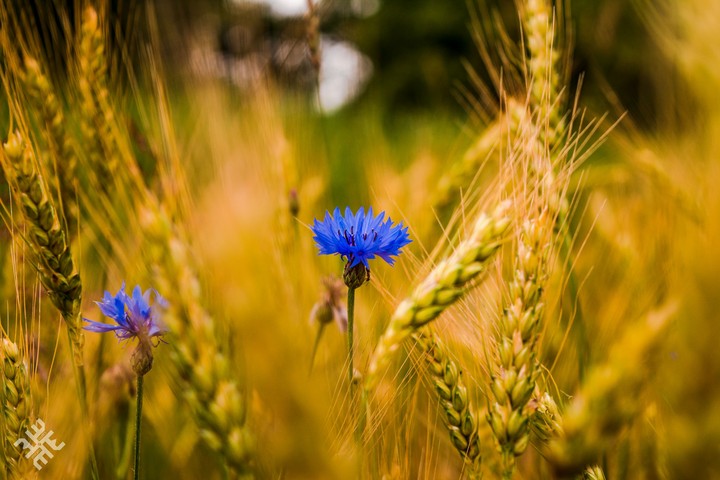 Blue miracle