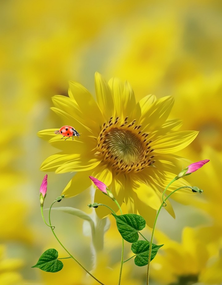 #sunflower