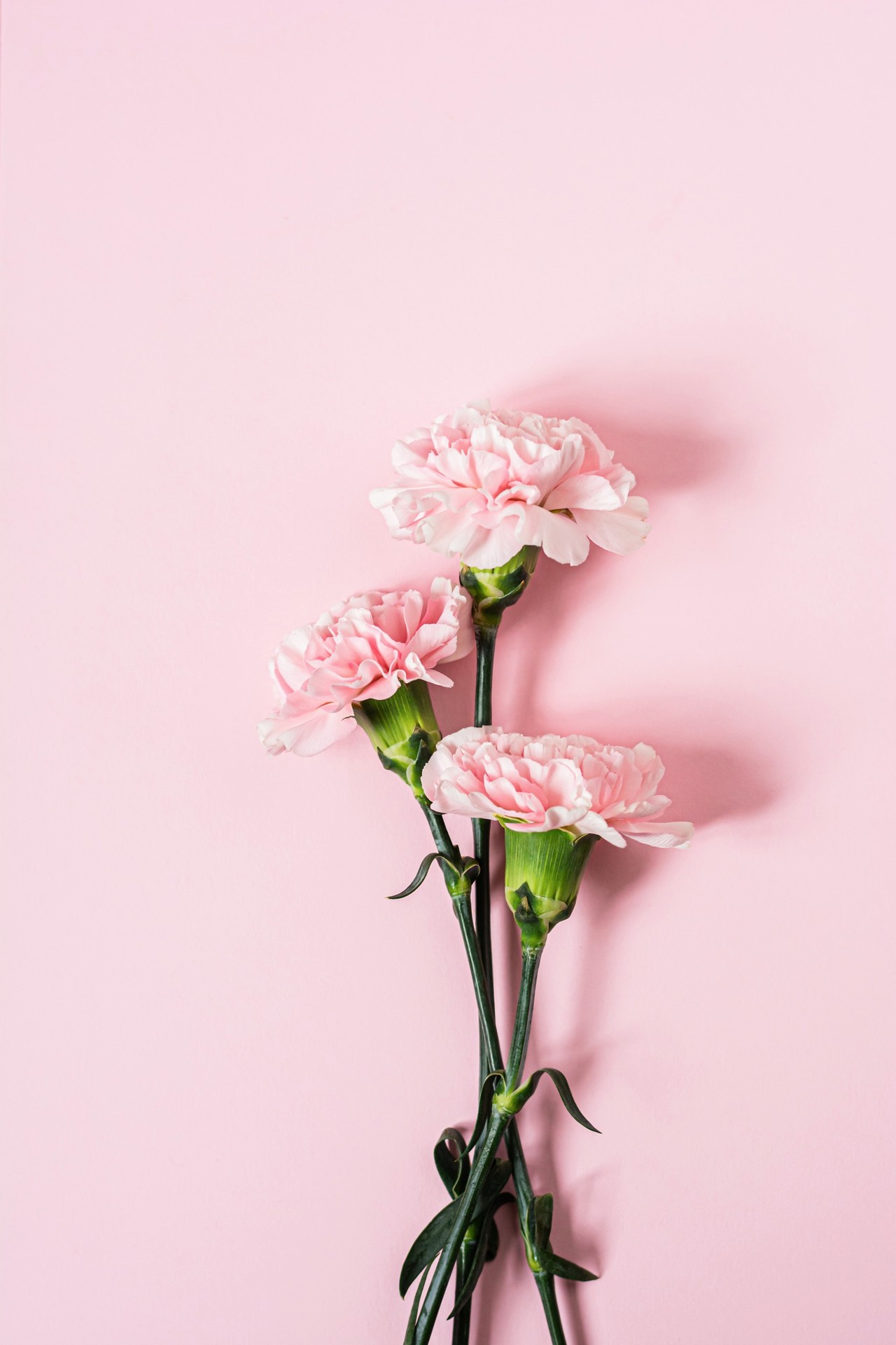 fondos de pantalla pink, petal