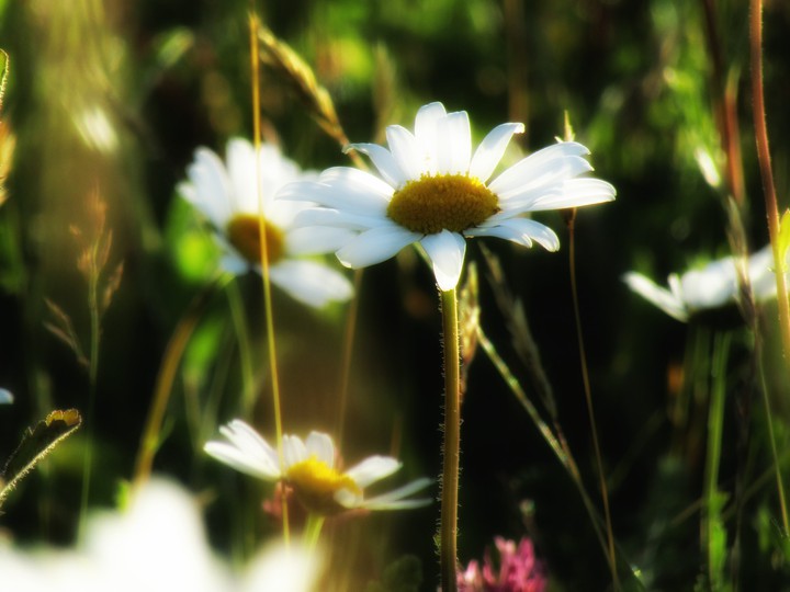 Daisy