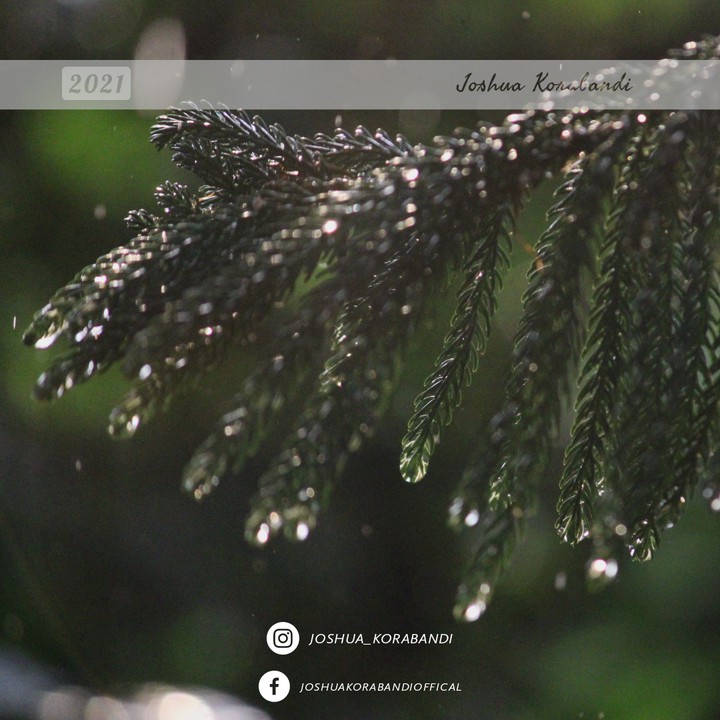 When it's both #raining & #shining at same #time .

#picea