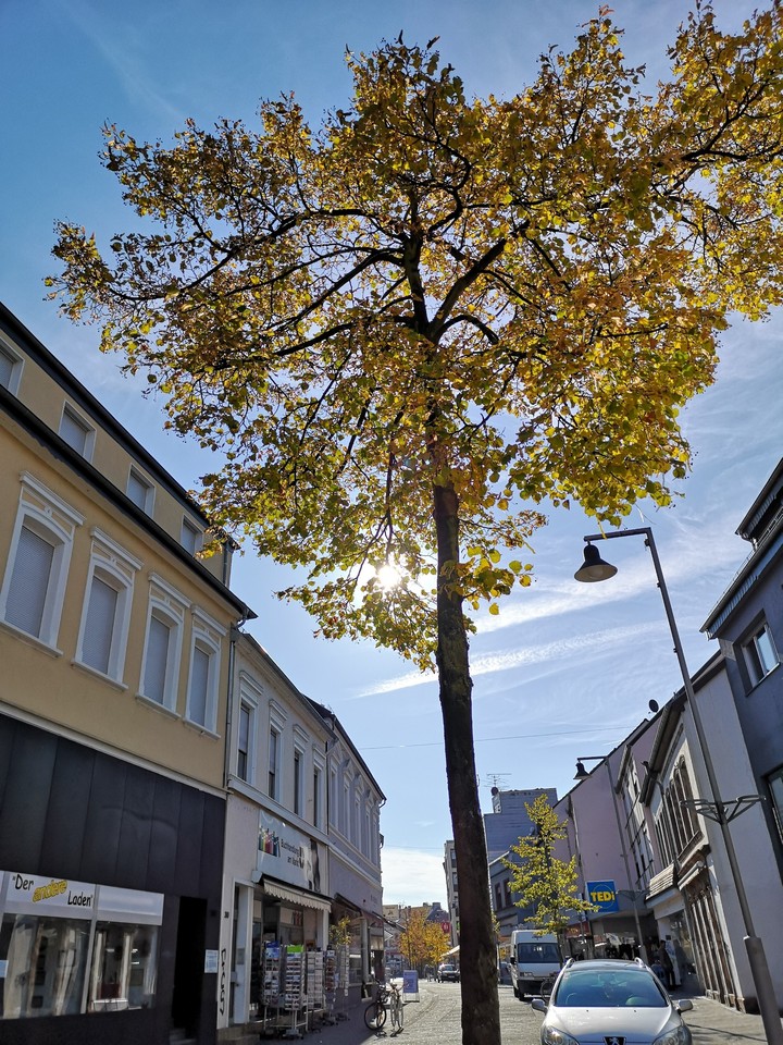 Autumn Colors