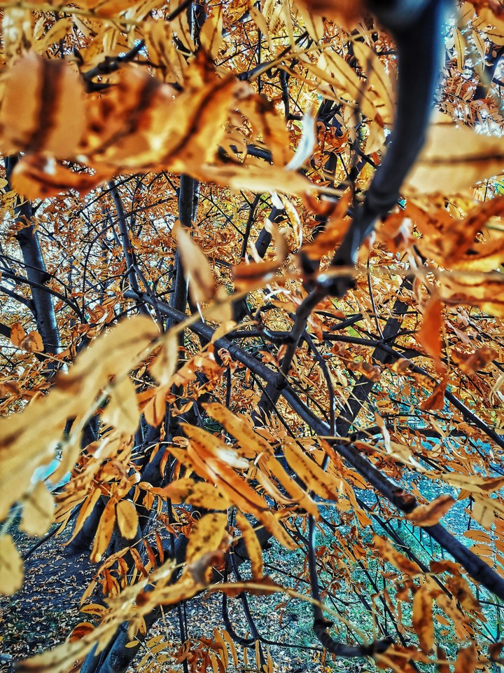 Autumn