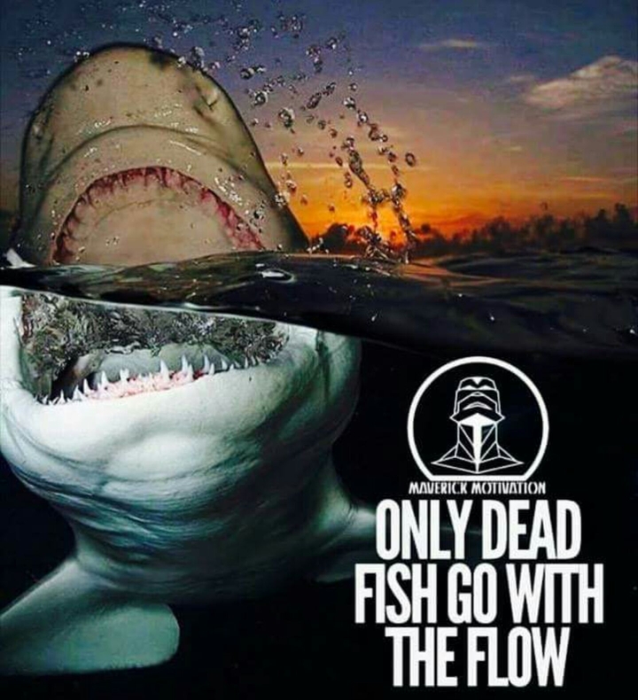 Shark