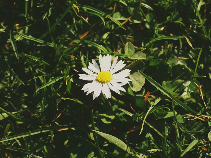camomile