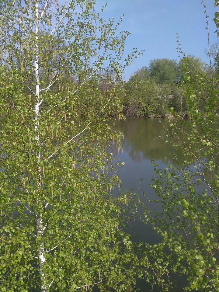 береза