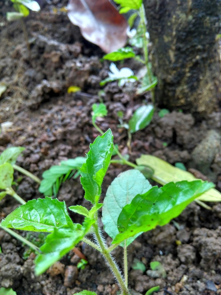 Green of Life
