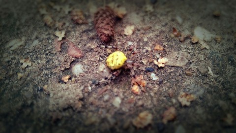 spider