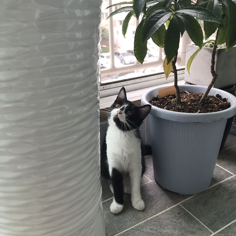 고양이