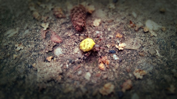 spider