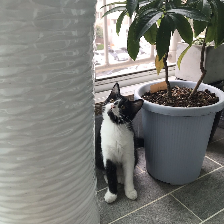 고양이