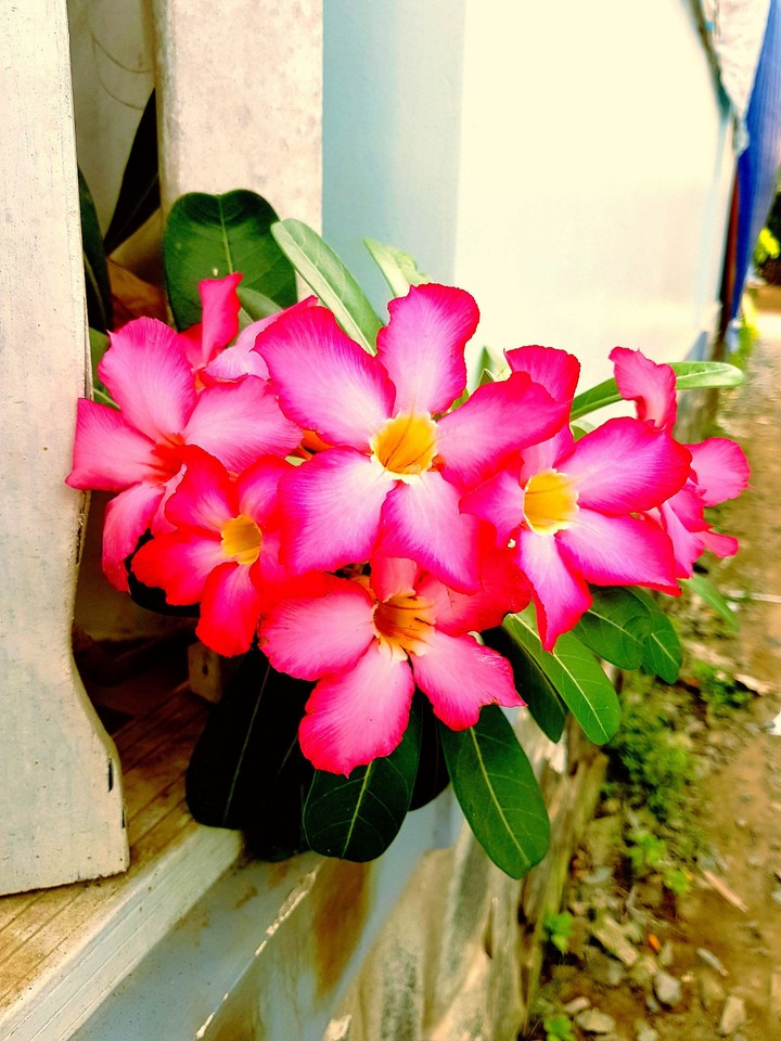 Hoa sứ