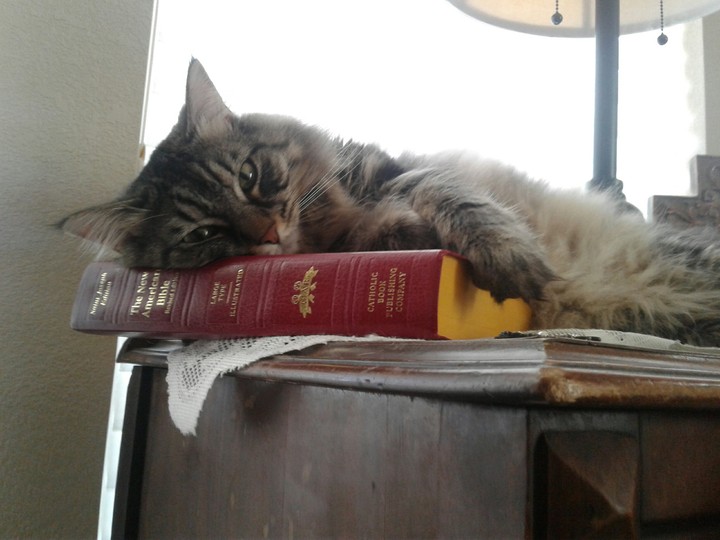 Holy Cat