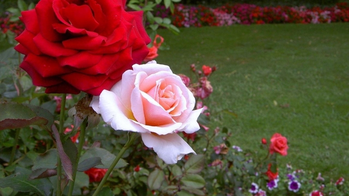 Flowers