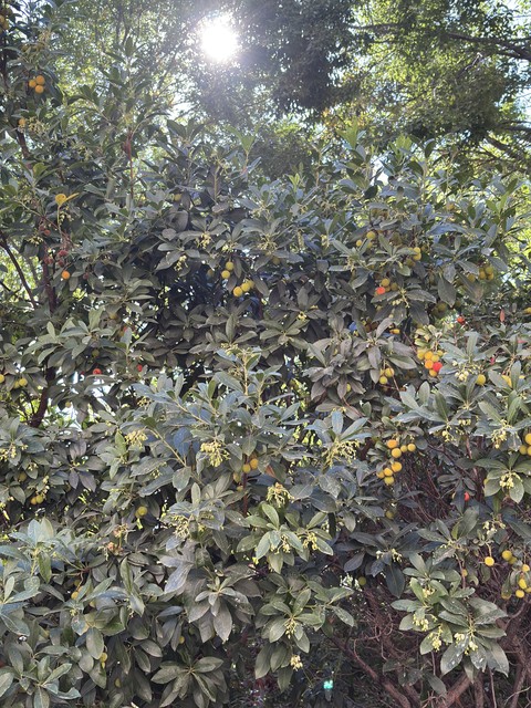 обои calamondin, fruit