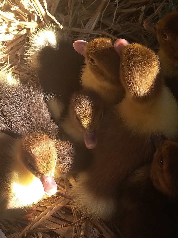 ducklings